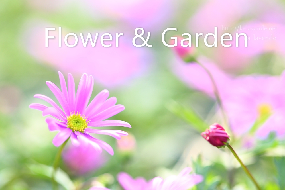 Flower & Garden